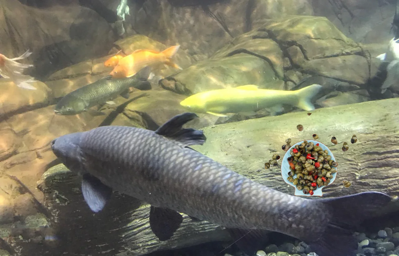 自然水域钓青鱼技巧(淡水青鱼怎么钓) 自然水域钓青鱼技巧(淡水青鱼怎么钓)