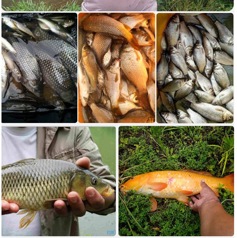 红薯饵料钓什么鱼(红薯饵料钓鲫鱼怎么样)