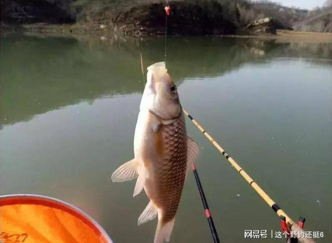秋季垂钓野生鲫鱼技巧(秋季钓野生鲫鱼最好用饵料)