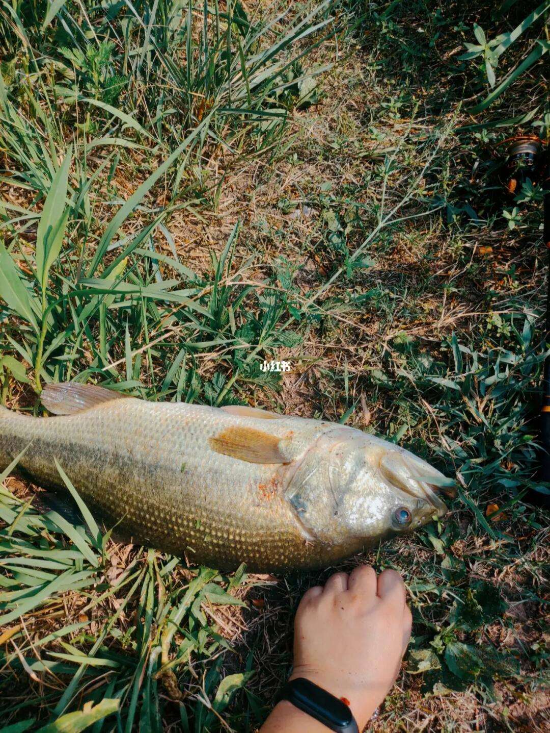 福鼎路亚鲈鱼哪里(福鼎钓鱼论坛)