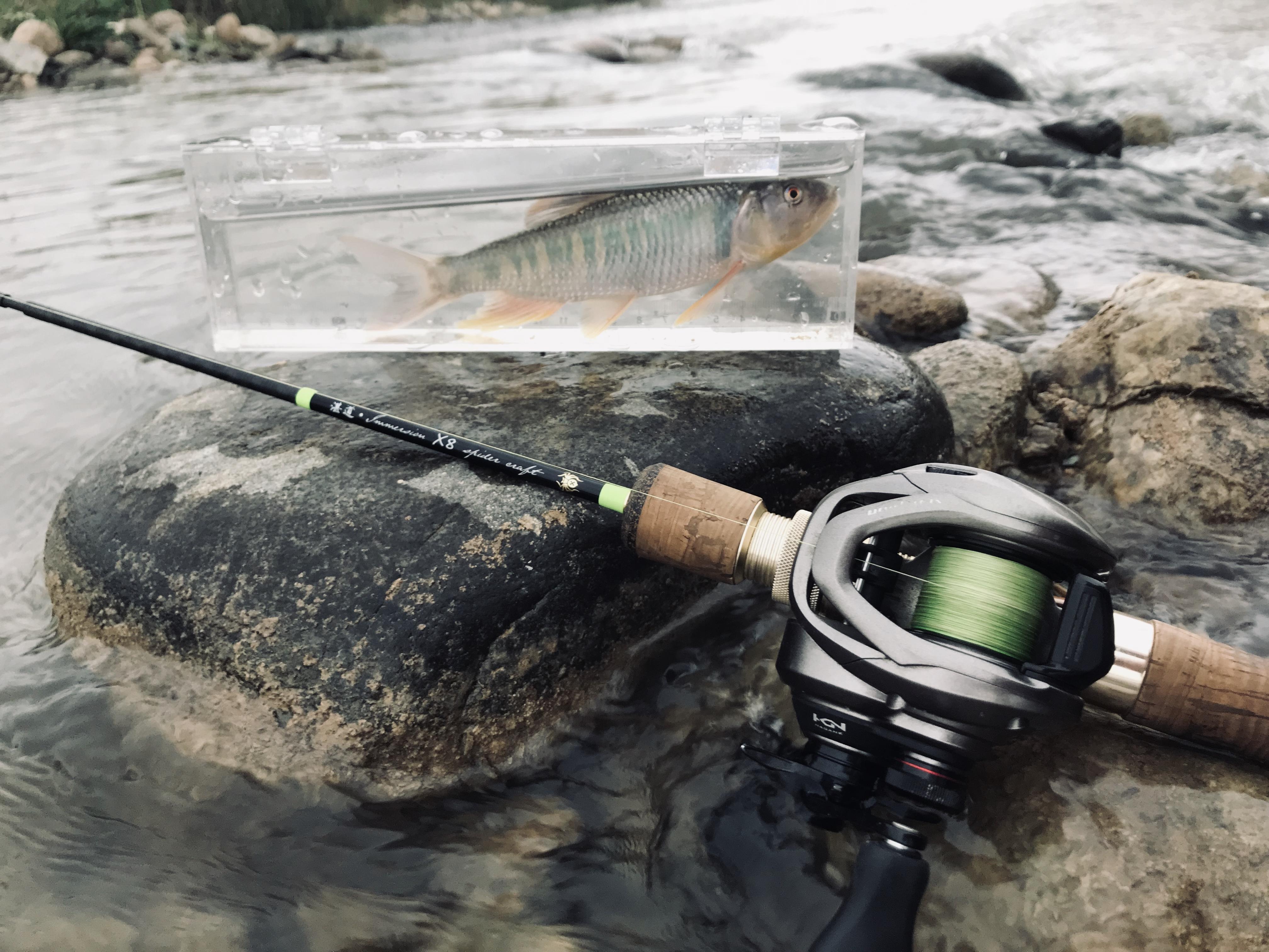 溪流路亚亮片钓鱼视频(溪流路亚钓法) 溪流路亚亮片钓鱼视频(溪流路亚钓法)