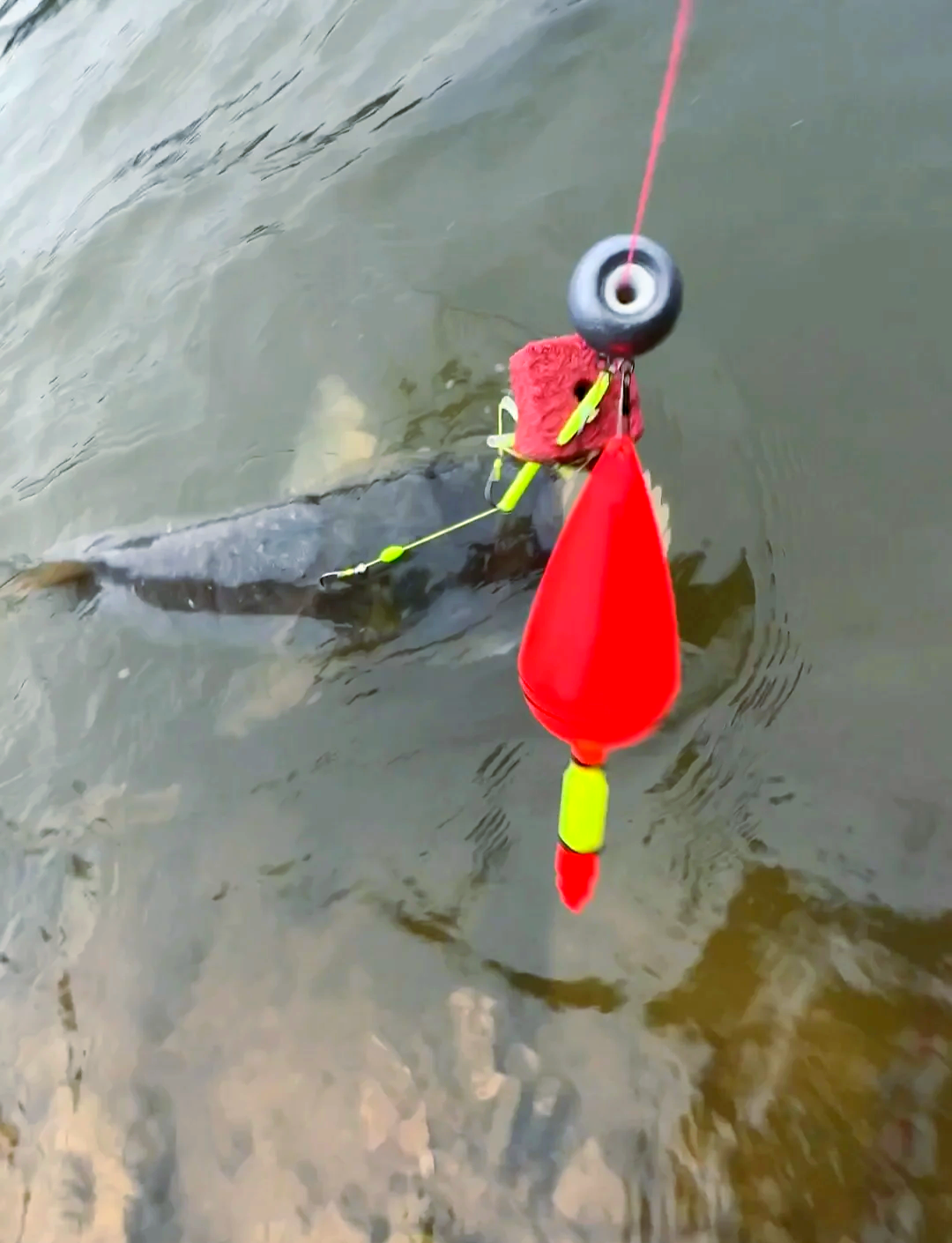 夜钓鳙鱼技巧(夜钓鳙鱼技巧视频)