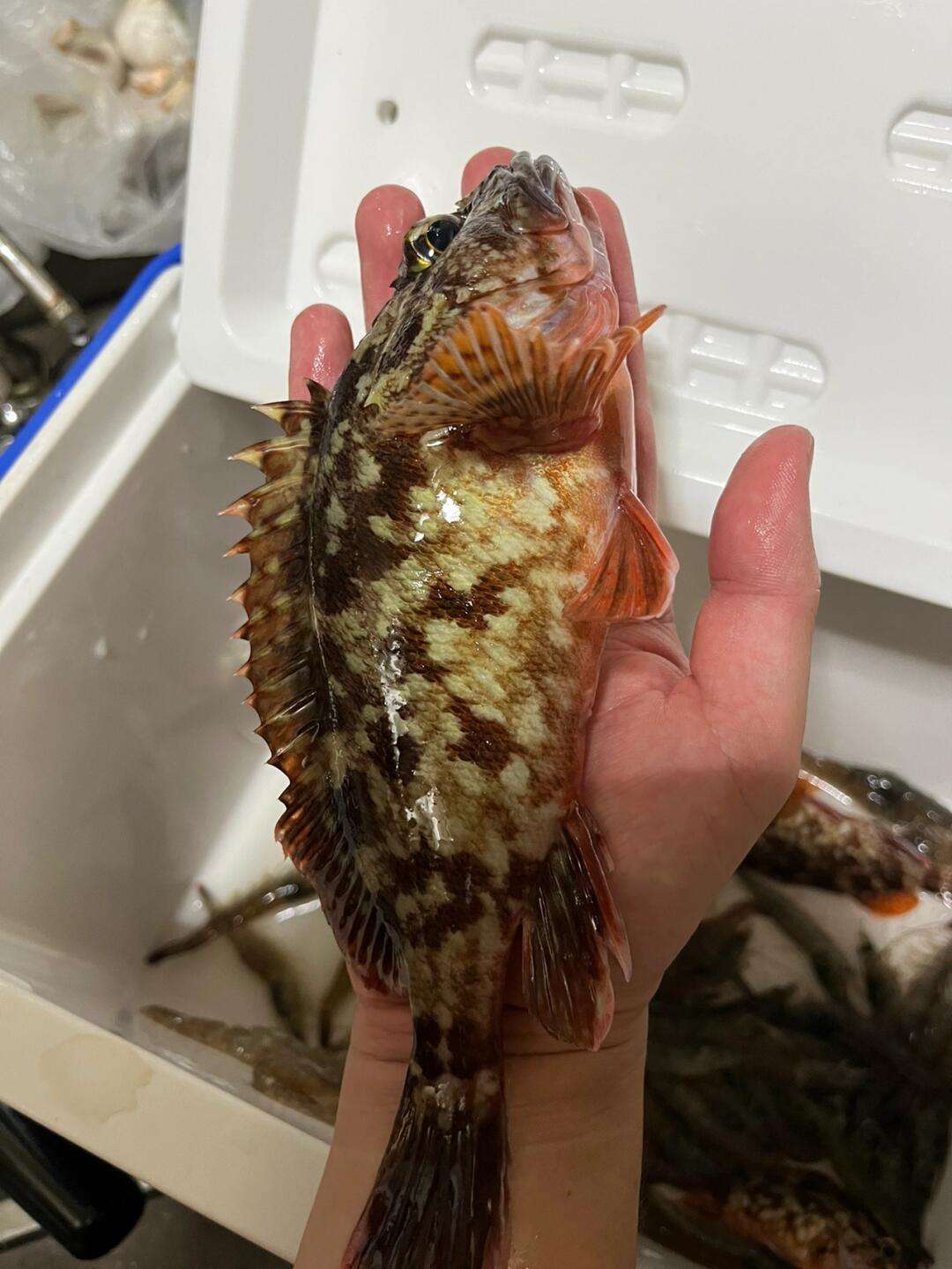 海钓浮钓什么鱼(钓海浮用什么饵最好)