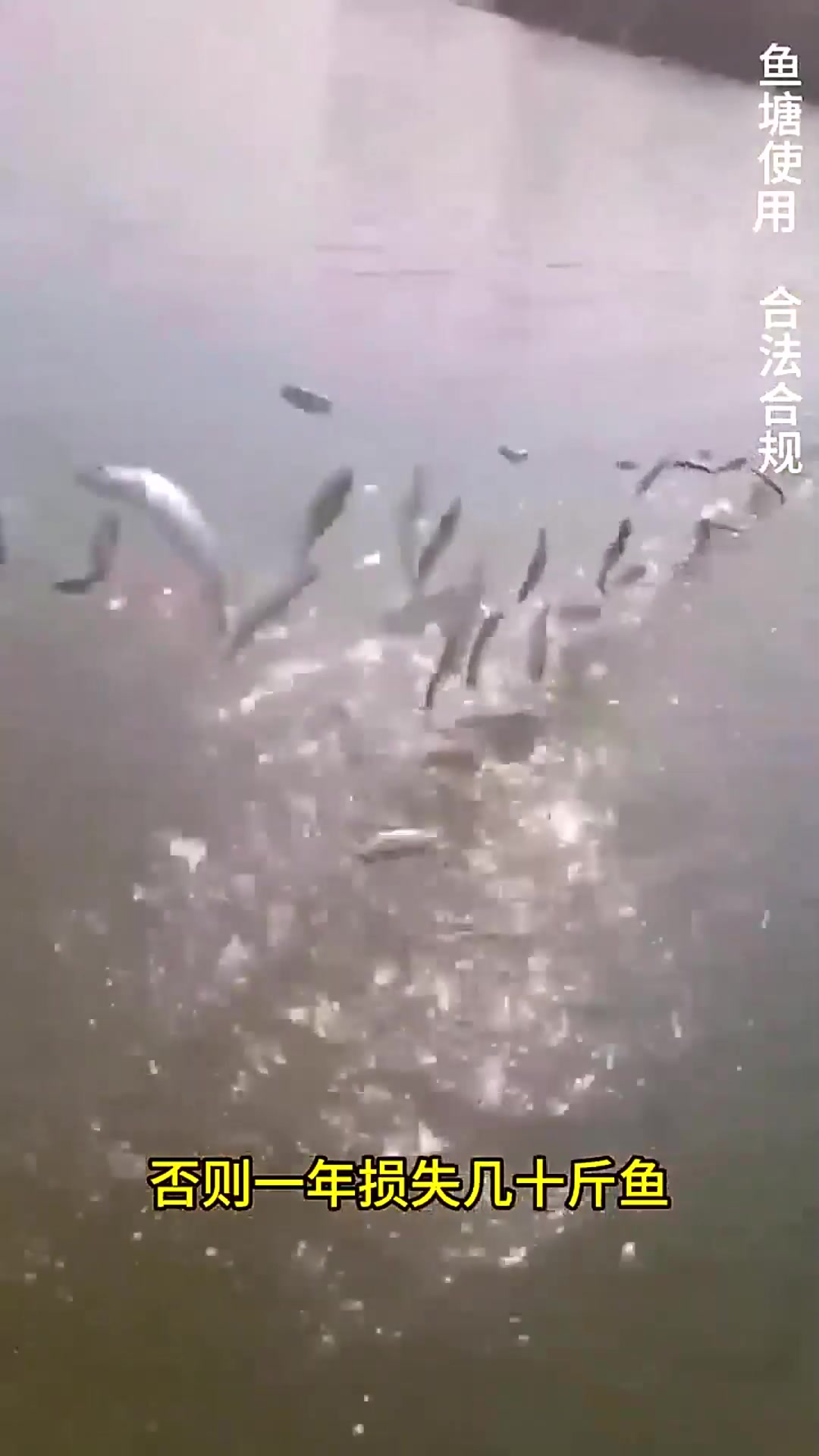 挂网抓鱼技巧(挂网捕鱼的原理)