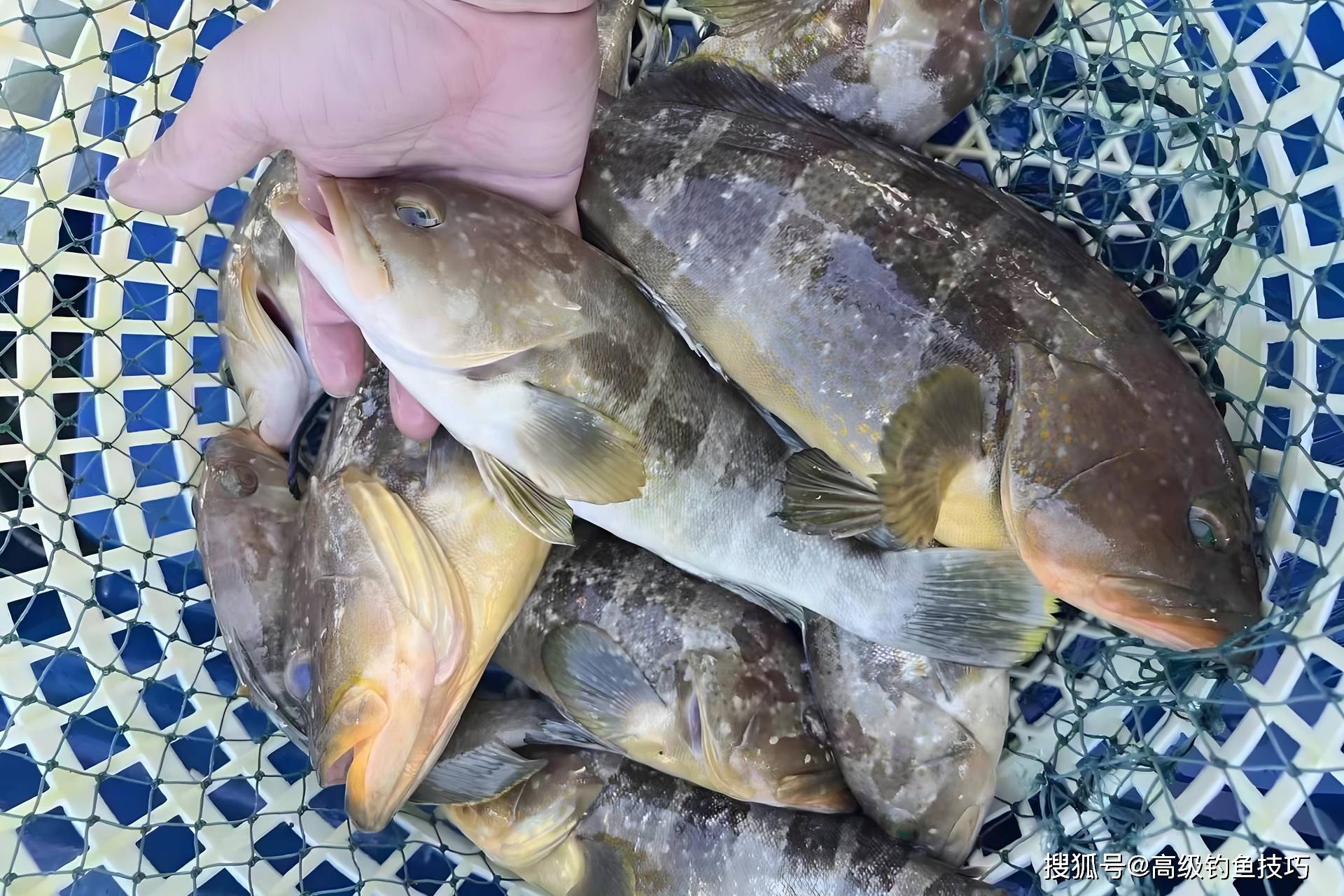 冬天青岛海钓什么鱼(冬天青岛海钓什么鱼最好)