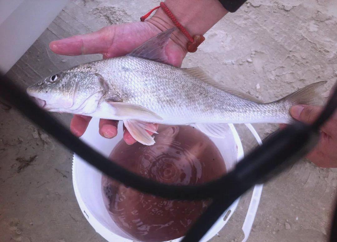 路亚钓鱼对象(路亚钓鱼对象鱼)