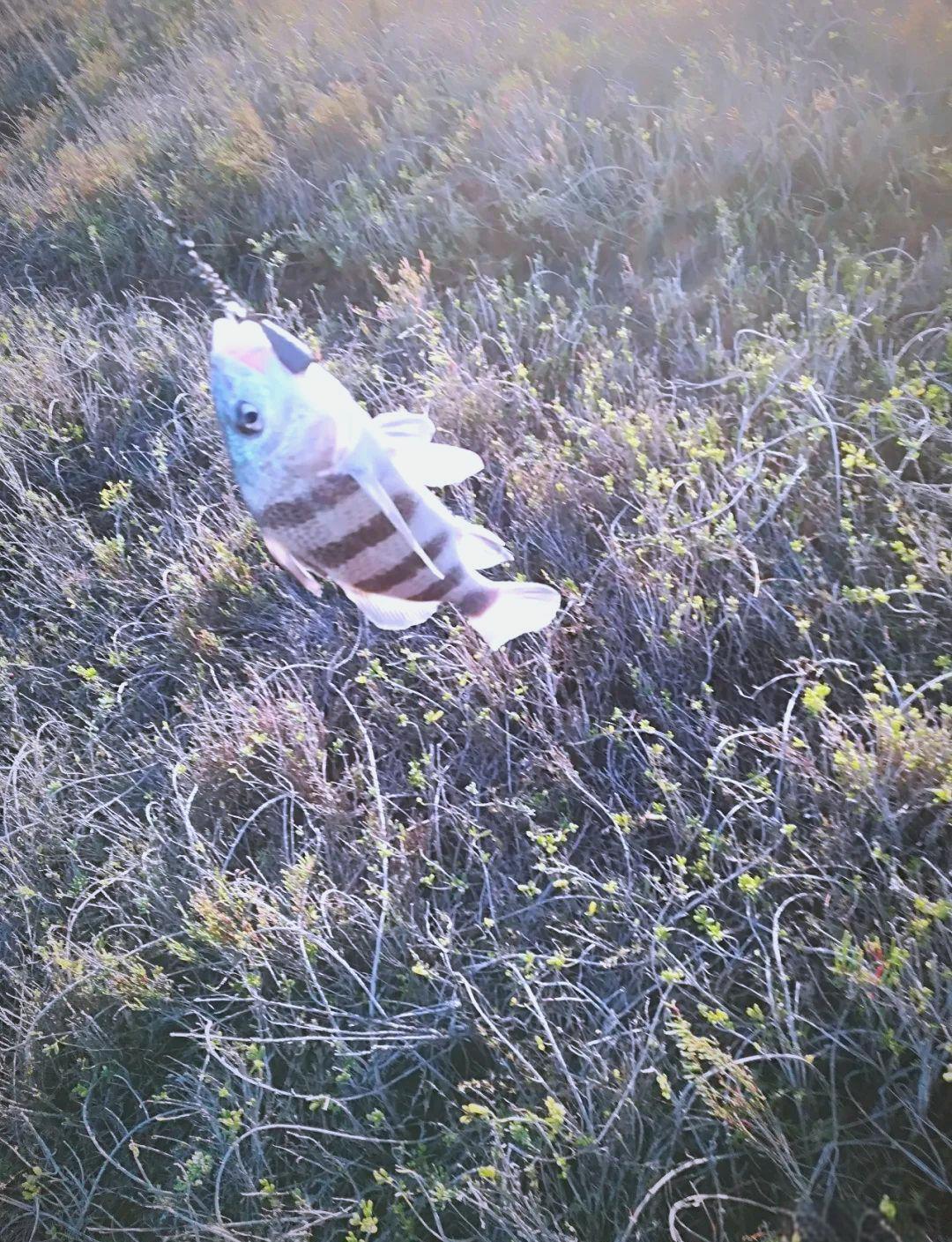 路亚钓鱼对象(路亚钓鱼对象鱼)