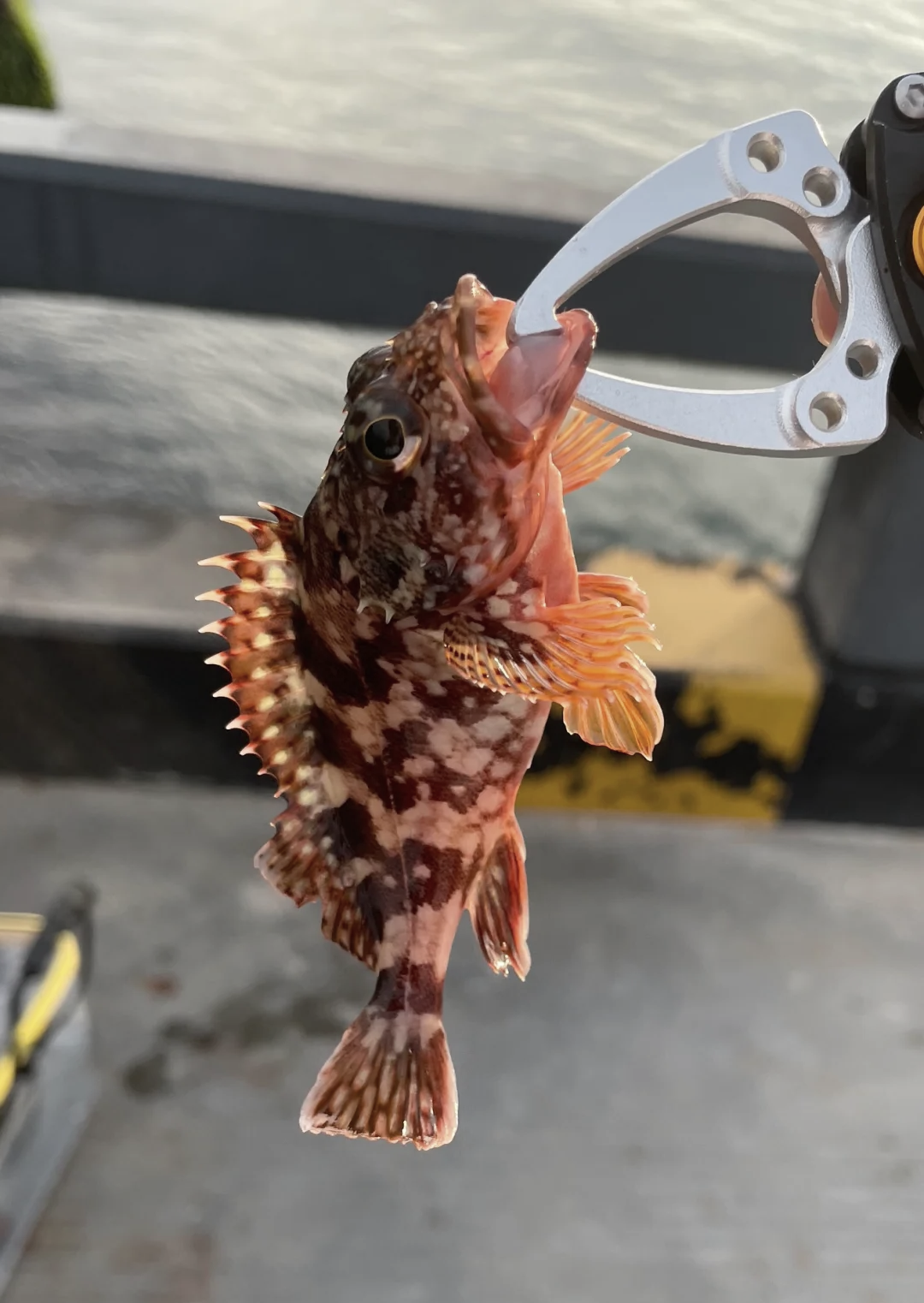 东海钓鱼网(东海哪里有好的钓鱼地方)