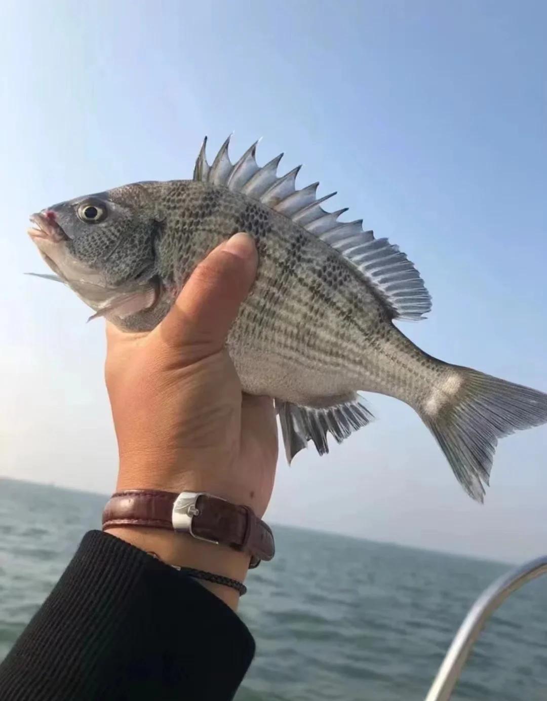 什么是深海钓(深海钓鱼是什么意思)