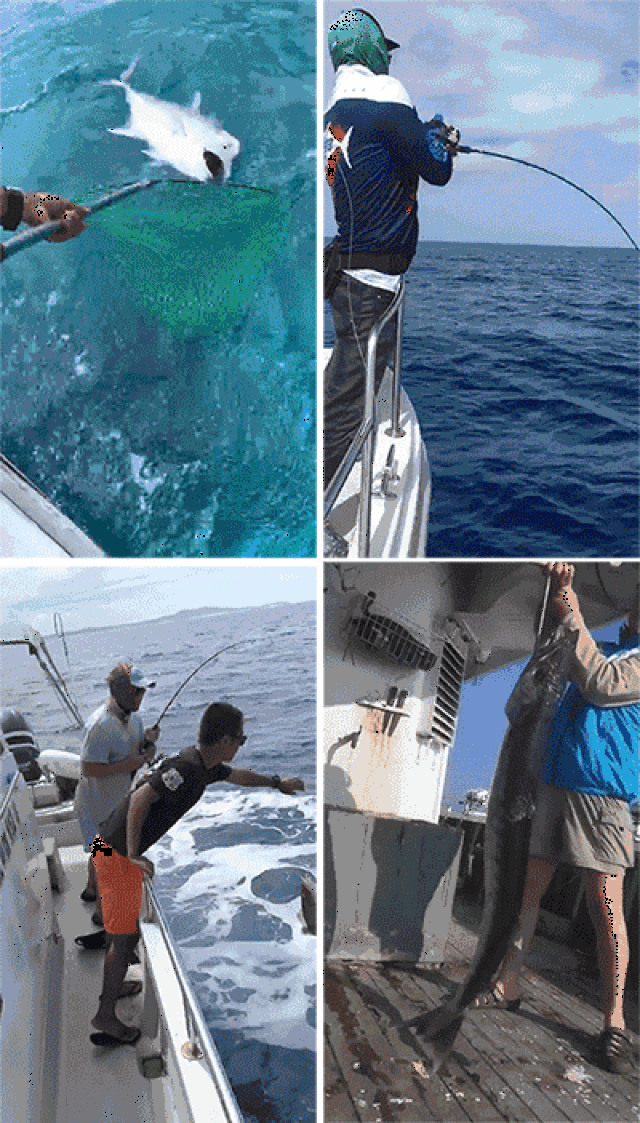 海钓组平台绑鱼钩动态(海钓绑钩视频教程)