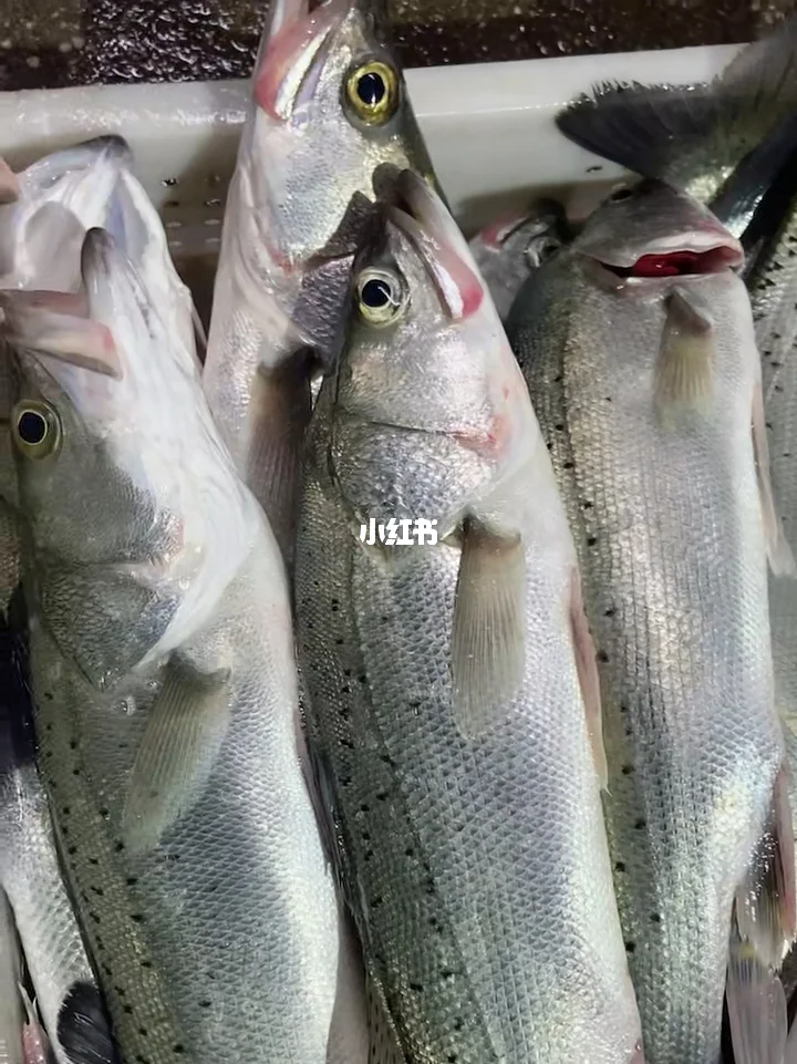 海钓大鲈鱼(海钓鲈鱼子线多长合适)