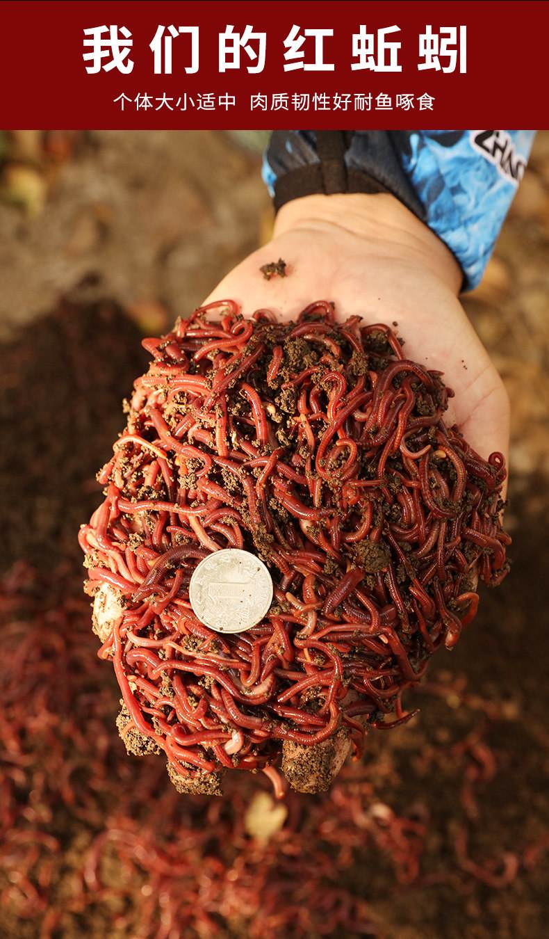 襄阳渔具店有蚯蚓吗(渔具店能买到蚯蚓吗)