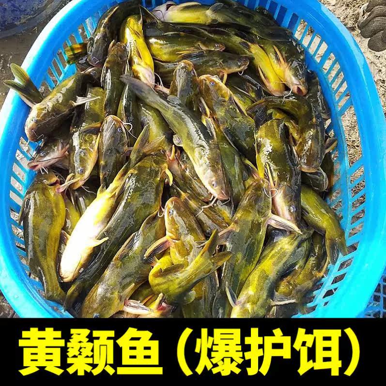 黄颡鱼用什么饵料(黄颡鱼商品饵料怎么样)