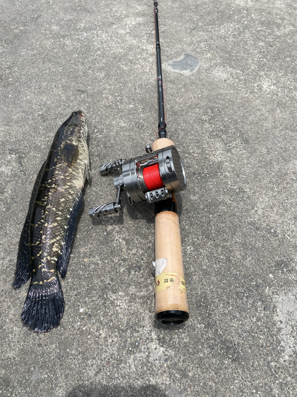 路亚抛投的动作(路亚抛投教学)