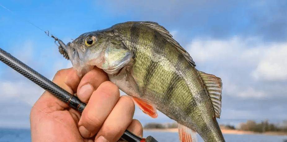 黄毛路亚(黄毛漂流记dlc)