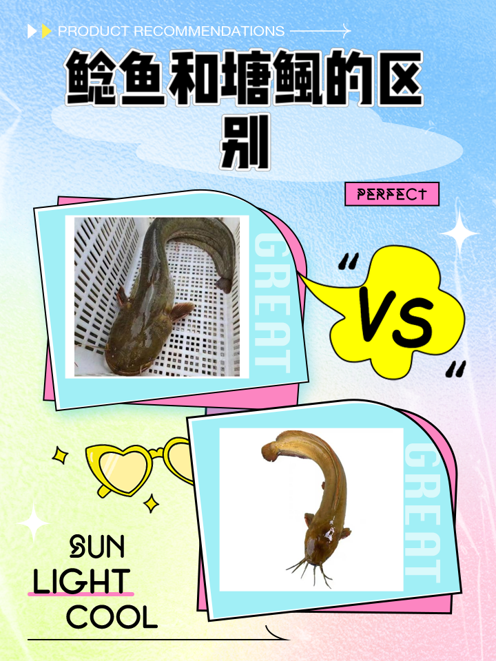 软虫钓鲶鱼技巧(软虫用什么钩)