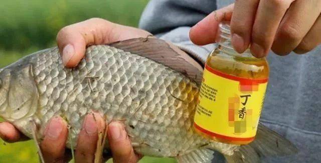 唐人渔具渔获小药(唐人渔具有限公司) 唐人渔具渔获小药(唐人渔具有限公司)