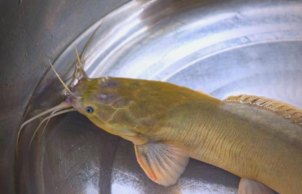 如何容易钓塘角鱼技巧(野钓塘角鱼鱼技巧和用什么饵料最佳)