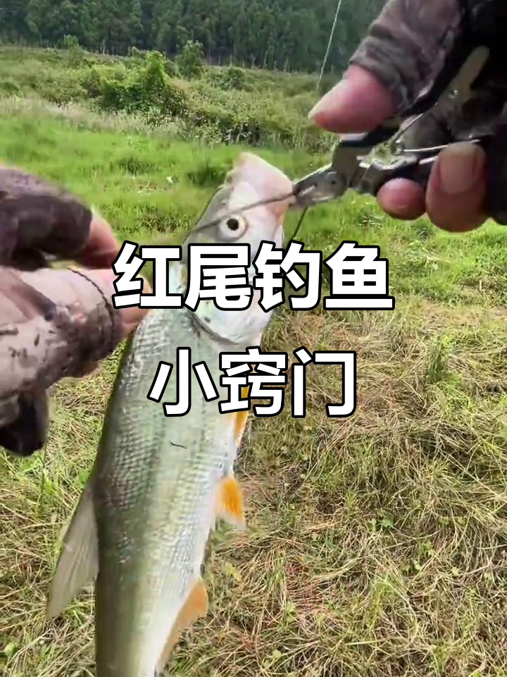 河里钓红尾用什么饵料(河里钓红尾用什么饵料最好)