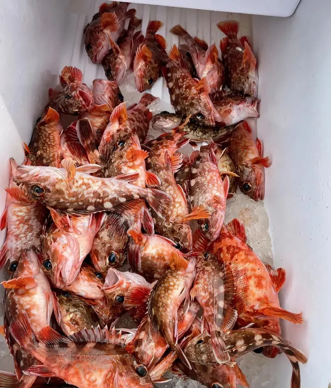 海钓石公鱼(海钓石狗公)