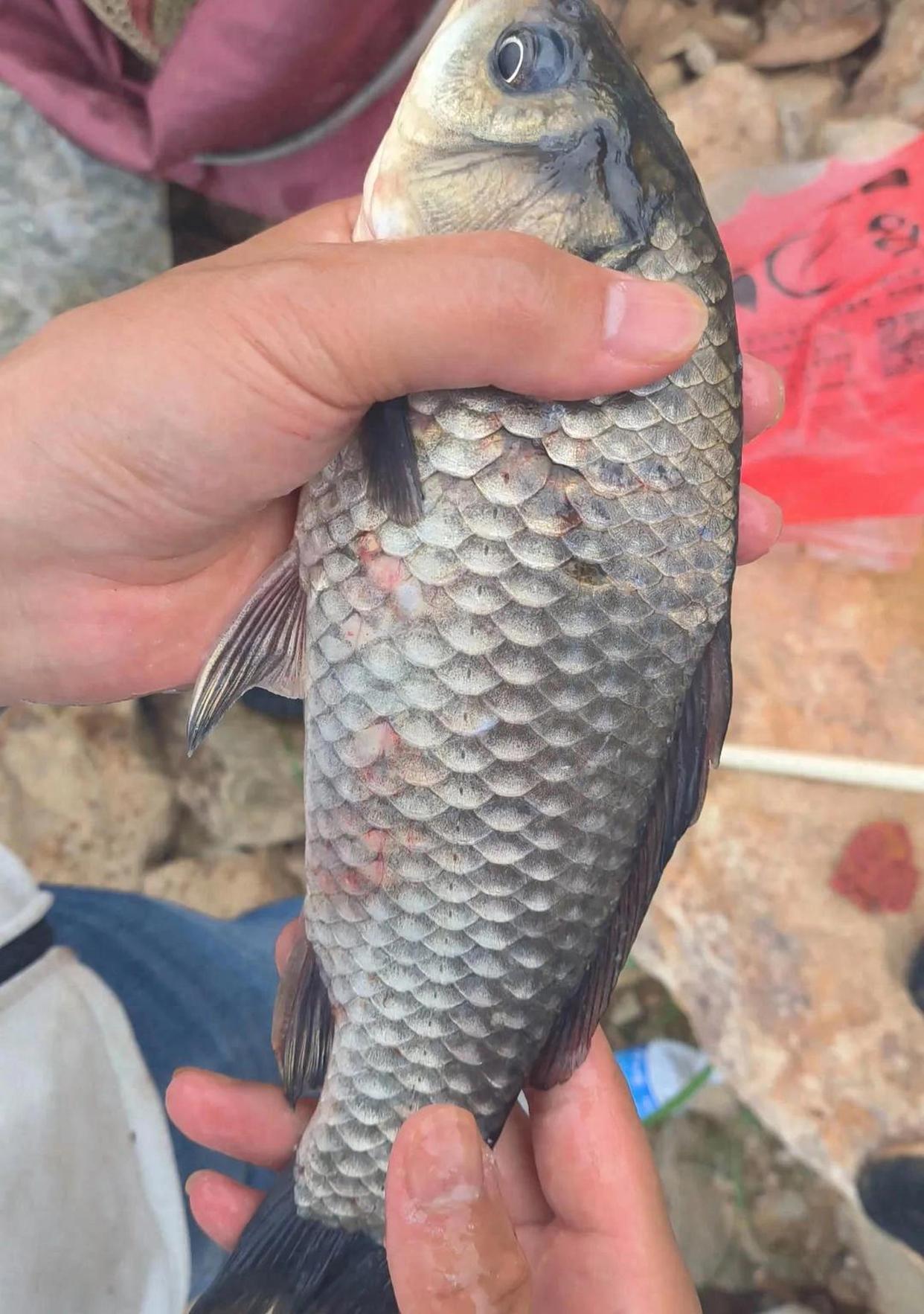 米饭冬钓鲫鱼技巧(冬季米饭钓鱼饵料制作方法)