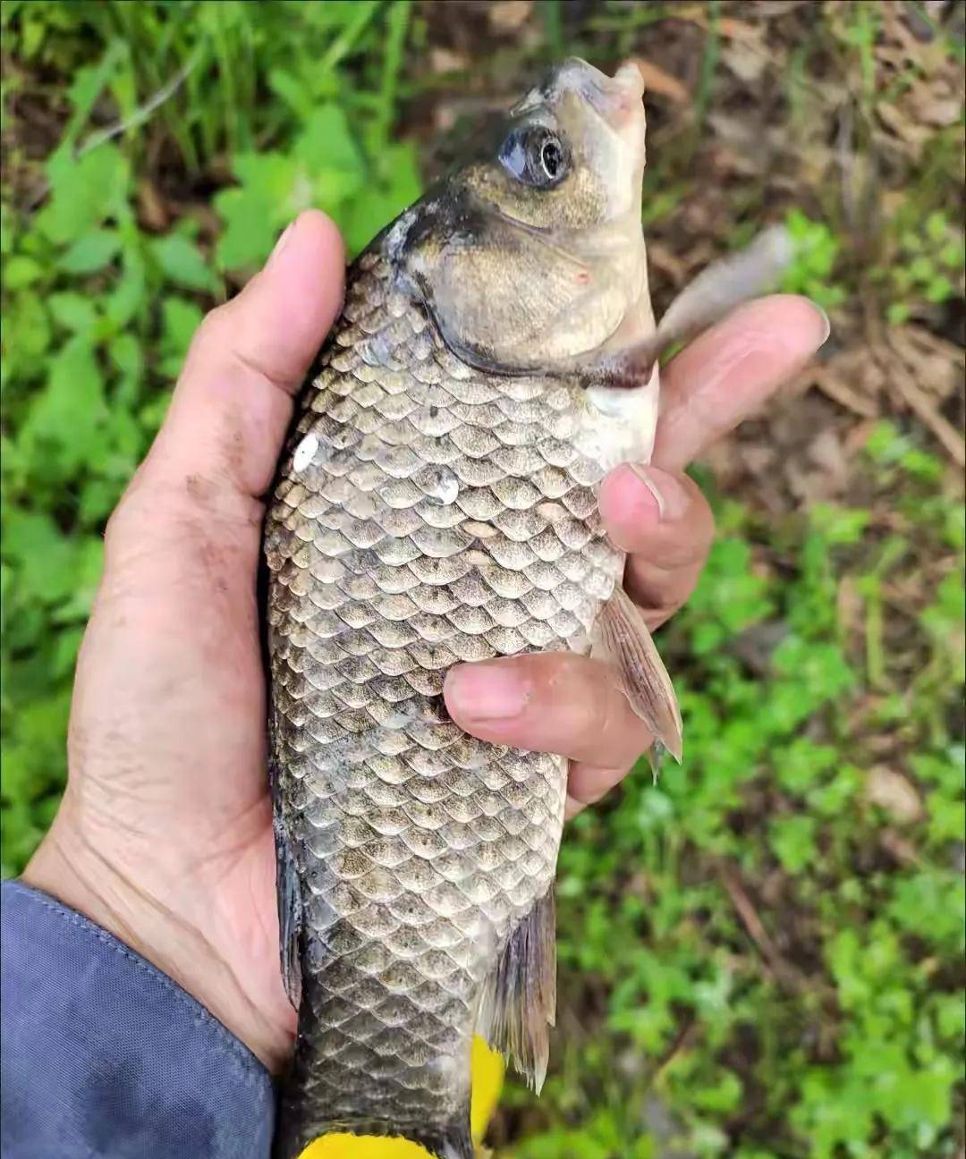 米饭冬钓鲫鱼技巧(冬季米饭钓鱼饵料制作方法)