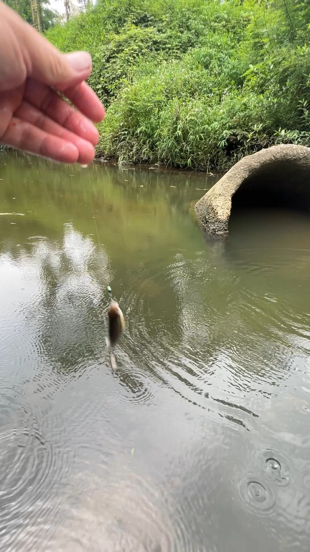 石斑鱼钓鱼技巧(石斑鱼钓组图解)