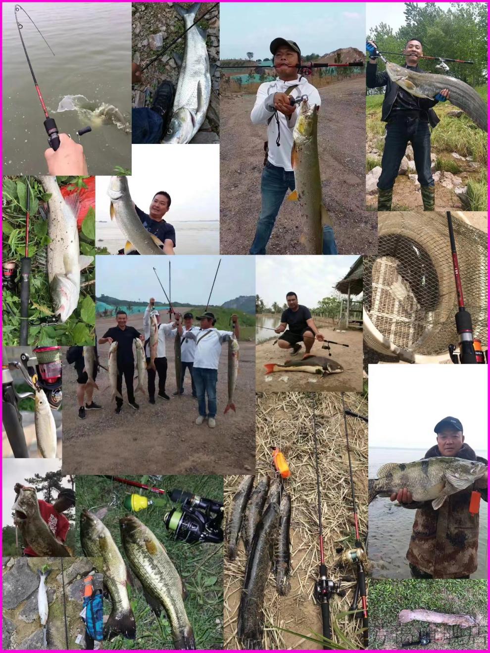 罗威纳路亚竿(罗威纳为什么不建议养)