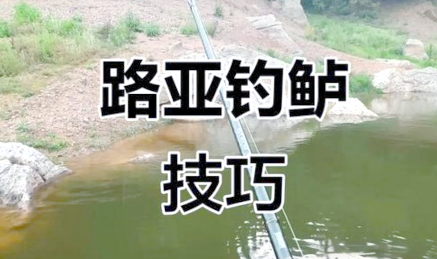 路亚怎么钓桂花鱼(路亚钓桂花鱼用什么假饵最好)