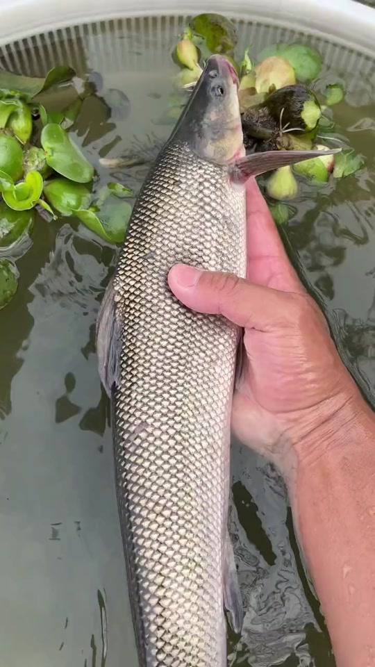 潍坊路亚黑头(潍坊到哈尔滨飞机票价格)