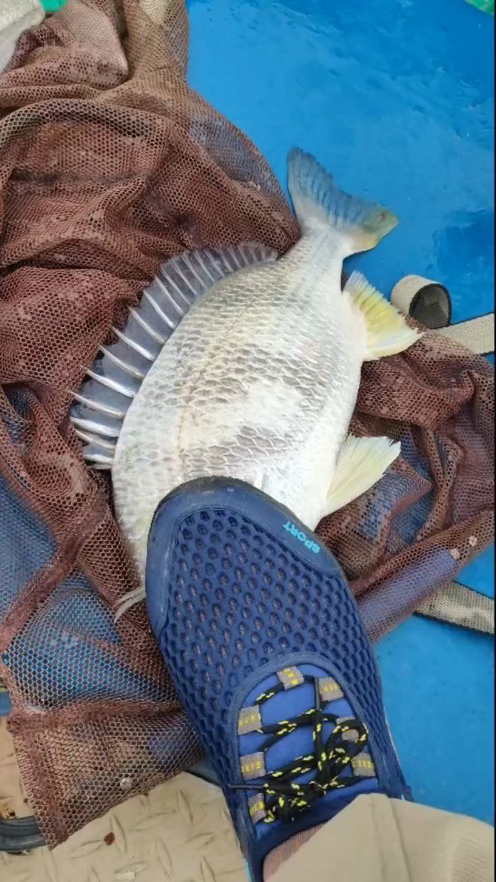 海钓真鲷鱼(海钓真鲷鱼钓组绑法)