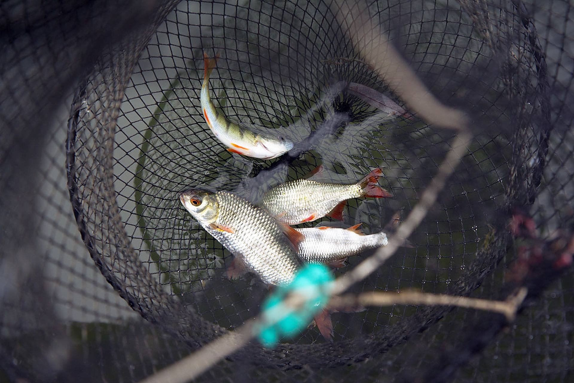 水库钓鲤鱼鱼的技巧(水库野钓鲤鱼技巧)