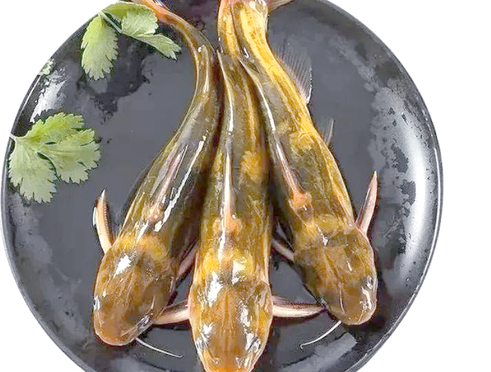 钓黄丫头技巧(钓黄丫头用什么料打窝)