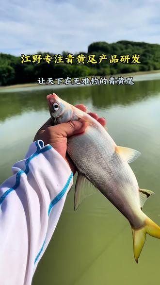 秋钓黄尾技巧(秋天钓黄尾大师们有什么招数)