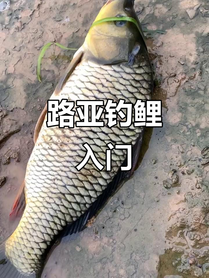 钓鲤鱼那样饵料最好(钓鲤鱼哪个饵料好)