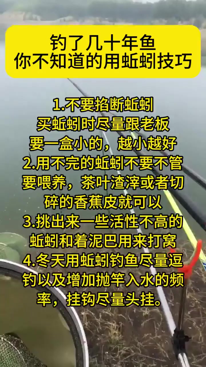 坑塘用黑蚯蚓钓黑鱼技巧(黑蚯蚓打窝能钓什么鱼)