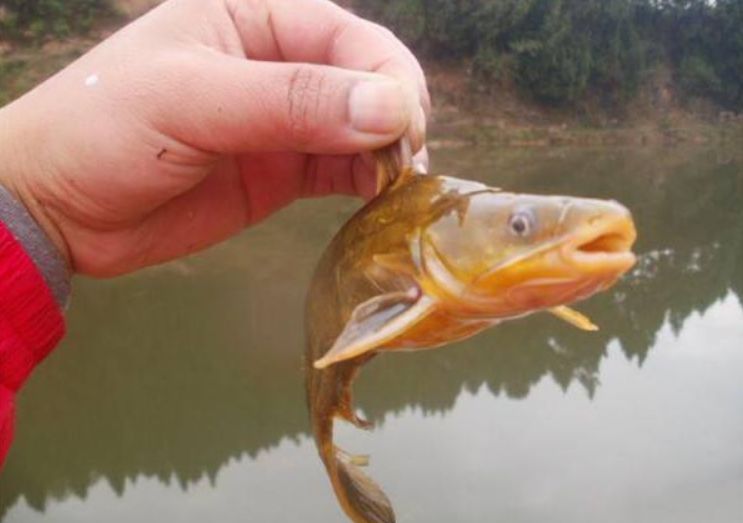 饵料手指过敏(饵料手过敏,起小水泡)