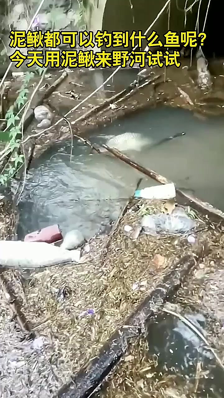 海钓用泥鳅(海钓用泥鳅做饵行吗)