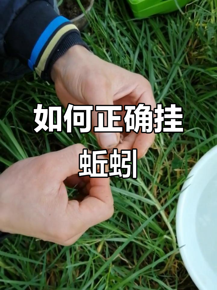 捕捉蚯蚓技巧(如何捉蚯蚓最快)