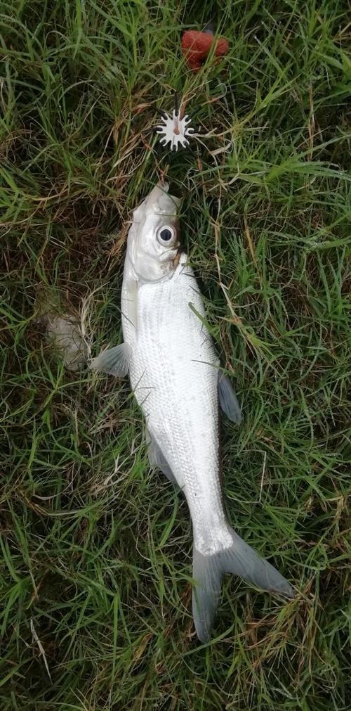 绵阳路亚白条(路亚白条用多大线)