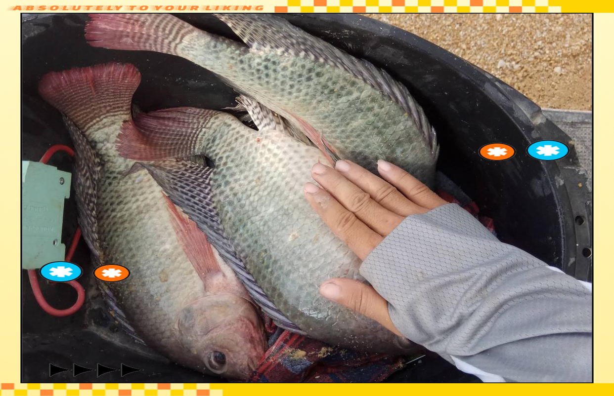 水库钓罗非鱼技巧(水库钓罗非鱼技巧图解)