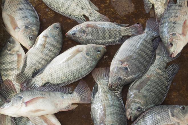 水库钓罗非鱼技巧(水库钓罗非鱼技巧图解)