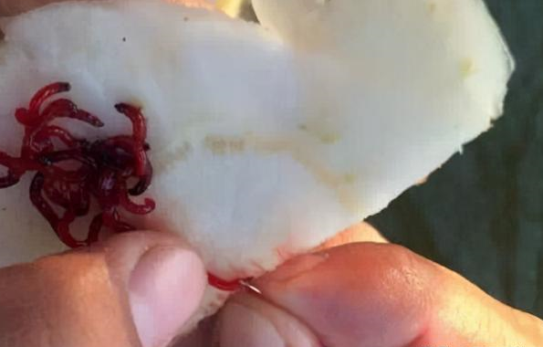 冬季饵料鲫鱼不吃(冬天鲫鱼不吃饵料)