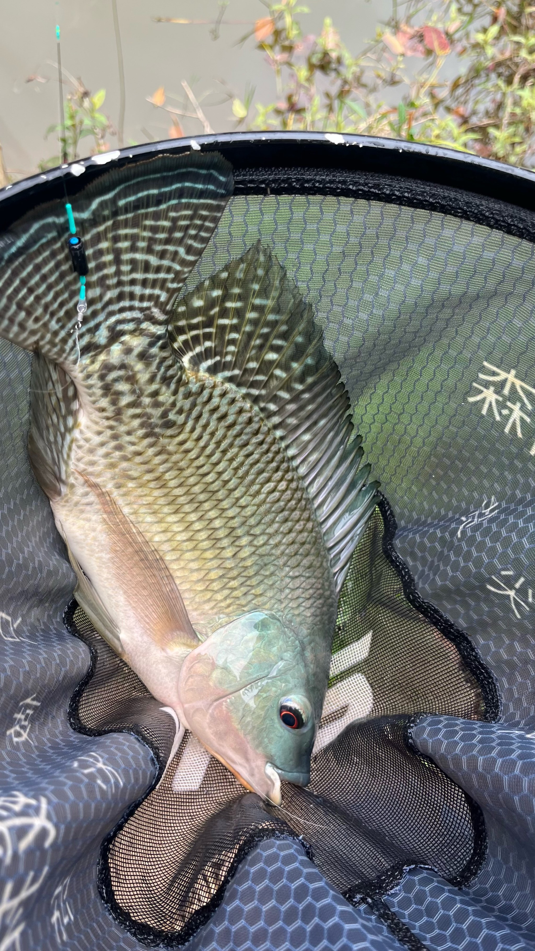 水库罗非饵料(水库野钓罗非)