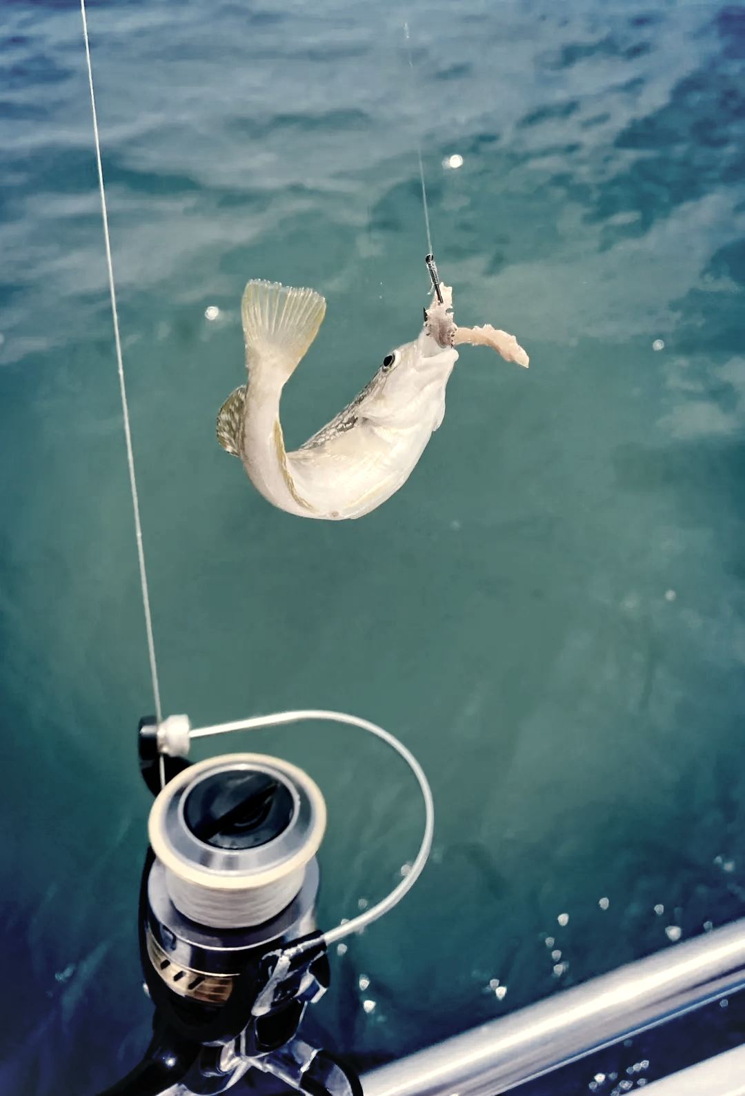 青岛海钓逛鱼(青岛海钓鱼的地方有哪些)