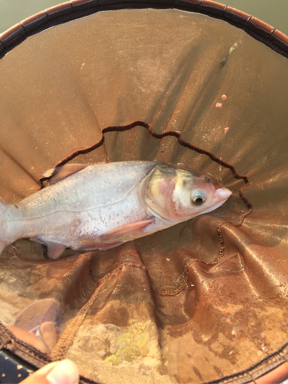 水泥底黑坑技巧(水泥底黑坑技巧视频)