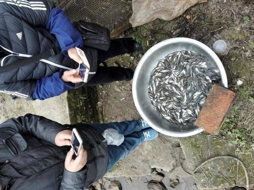 饵料加尿素钓鱼(尿素对钓鱼有没有影响)