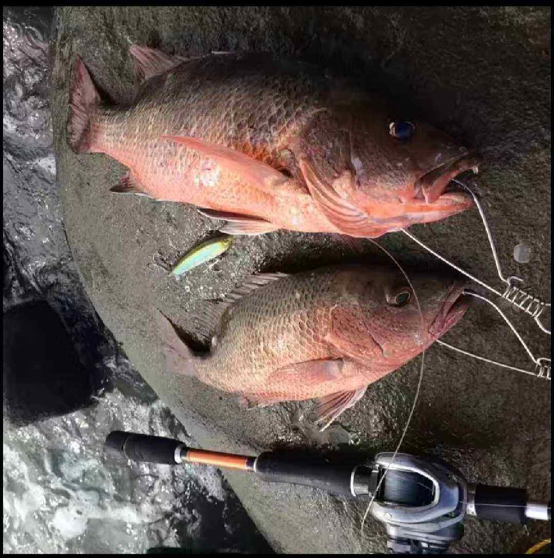 海钓波趴线视频(海钓线组组装图解)