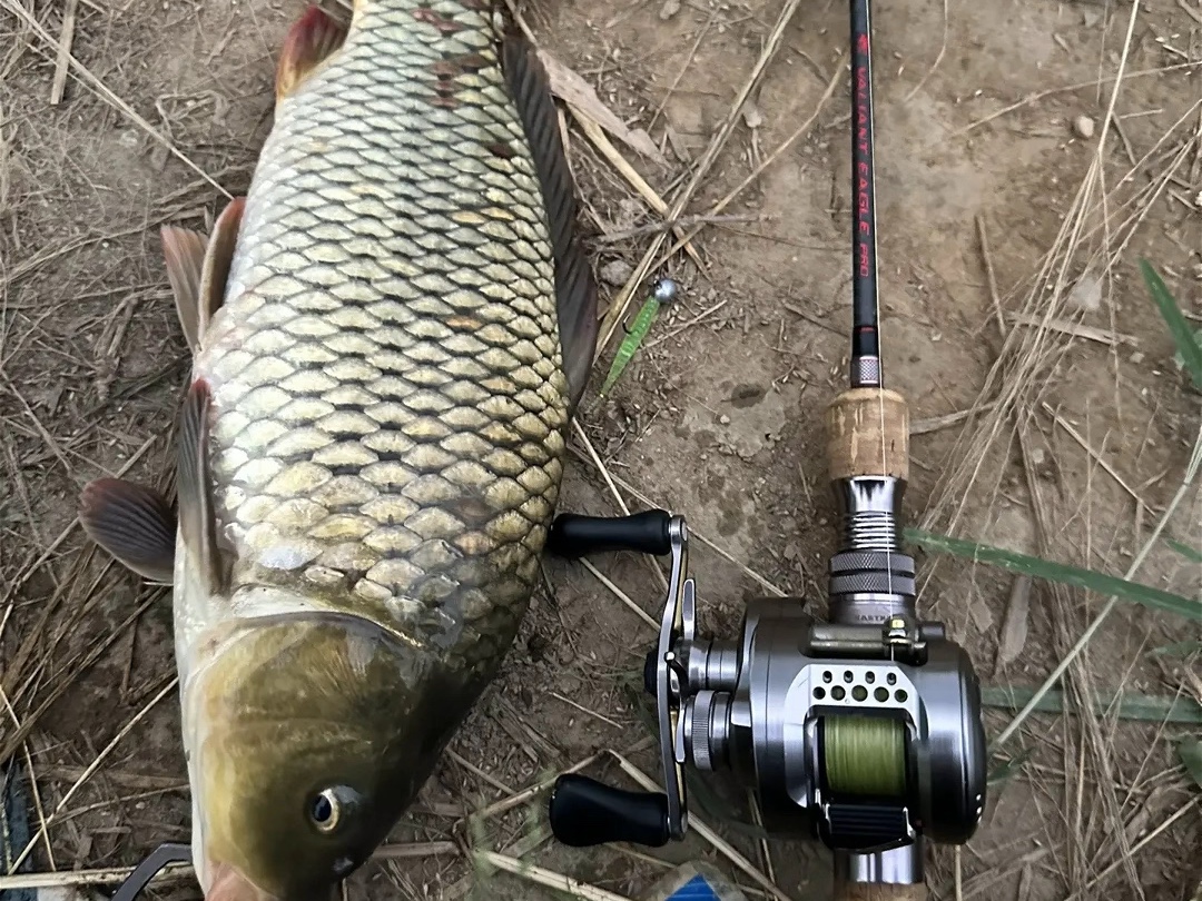 路亚可以路鲤鱼吗(路亚可以路鲤鱼草鱼吗)