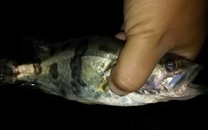 路亚水库桂鱼(水库路亚桂鱼技巧)